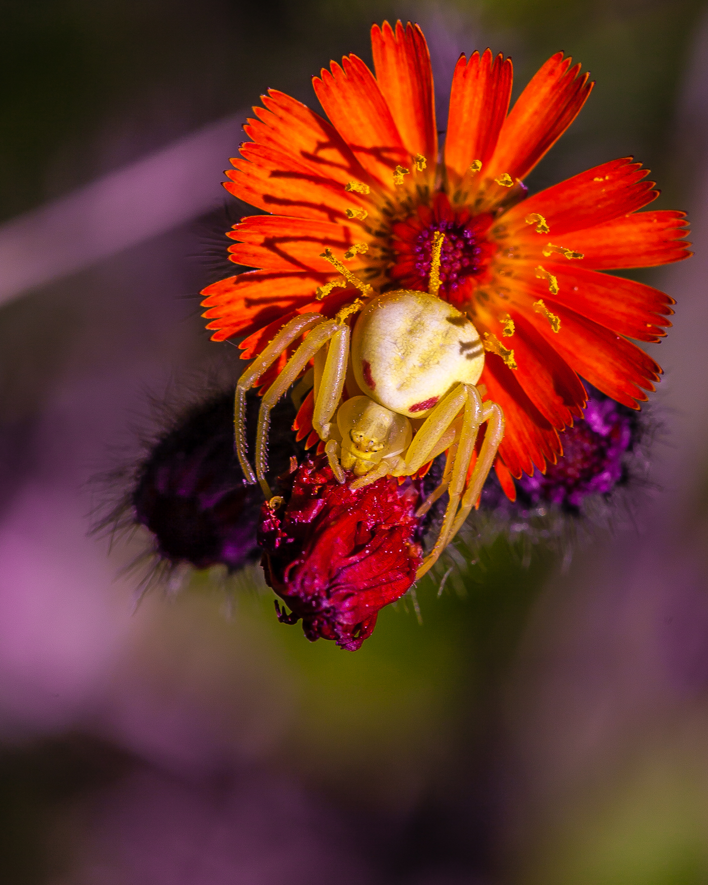 goldenrod-crab-spider-shutterbug